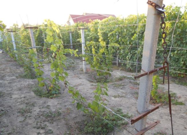 Бетонные столбы шпалеры в промышленном винограднике и молодые ветки винограда