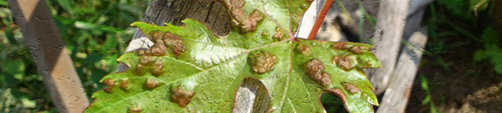 Больной лист винограда вблизи грибок