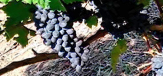 Плоды винограда Чарли вблизи на кусте