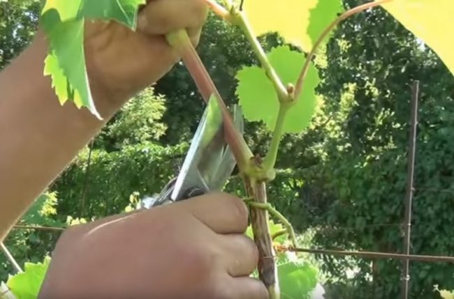 Летняя чеканка виноградной лозы – обрезка верхних побегов выше пасынка