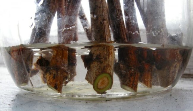 Черенки винограда на предварительном проращивании в стеклянной банке с водой