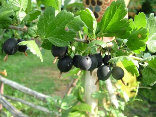 Ветка крыжовника сорта Черный Негус с темными глянцевыми плодами и крупными листьями ярко-зеленого цвета