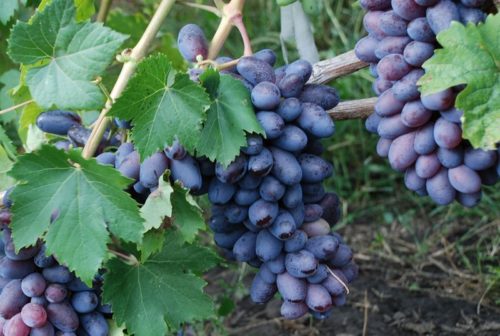 Кисть черного винограда с крупными ягодами на кусте сорт Ромбик