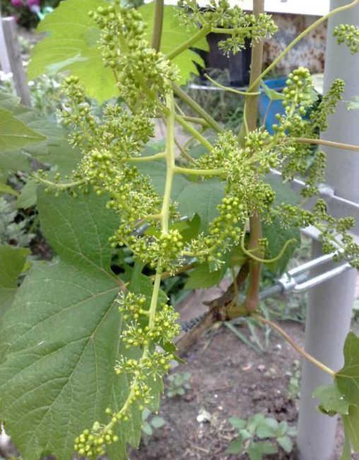 Кисть винограда в начале цветения, гибридный сорт Ландыш любительской селекции