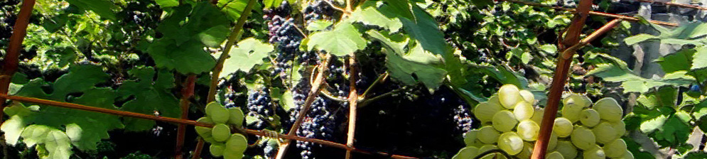Спелые плоды двух сортов винограда зеленый и темный