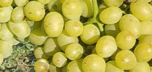 Поспевшие плоды винограда Галахад вблизи и