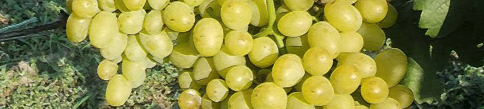 Поспевшие плоды винограда Галахад вблизи и