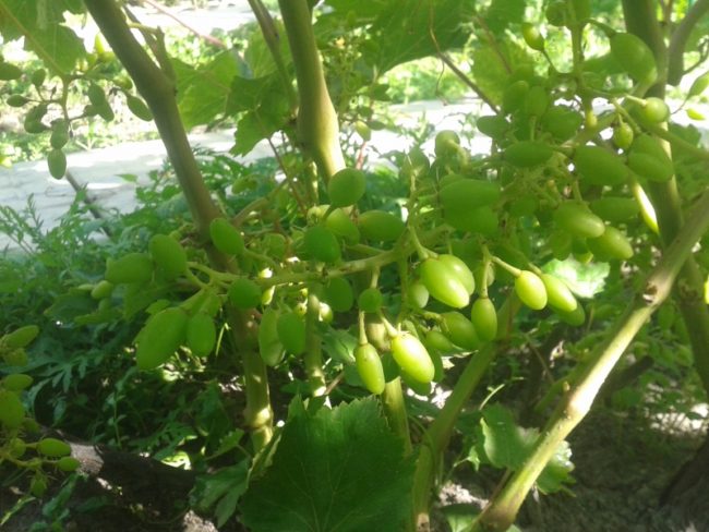 Виноградная кисть с зелеными ягодами и молодые стебли сорта Гелиос
