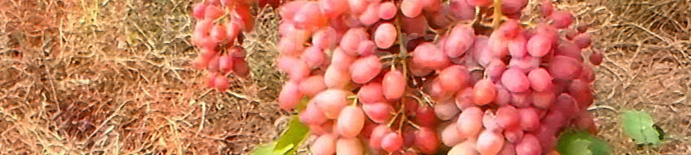 Спелая гроздь сорта винограда Гелиос