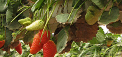 Спелые плоды клубники по методу гидропоники