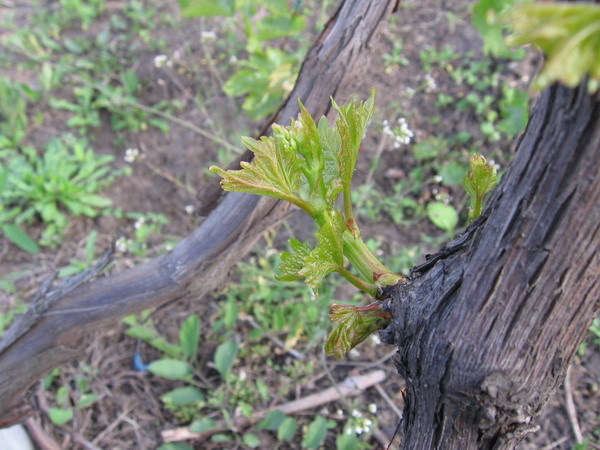 Молодой росток виноградного стебля из спящей почки, лоза в возрасте четырех лет
