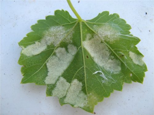 Внутренняя сторона листа винограда с беловатыми пятнами, признаки поражения ложной мучнистой росой