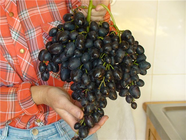 Очень крупная и тяжелая гроздь винограда в руках садовода