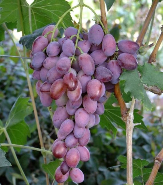 Конусовидная гроздь винограда с каплевидными плодами сине-фиолетового окраса