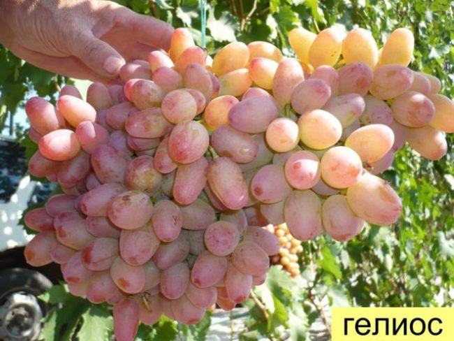 Крупная кисть весом более килограмма винограда Гелиос с плодами розово-красного цвета