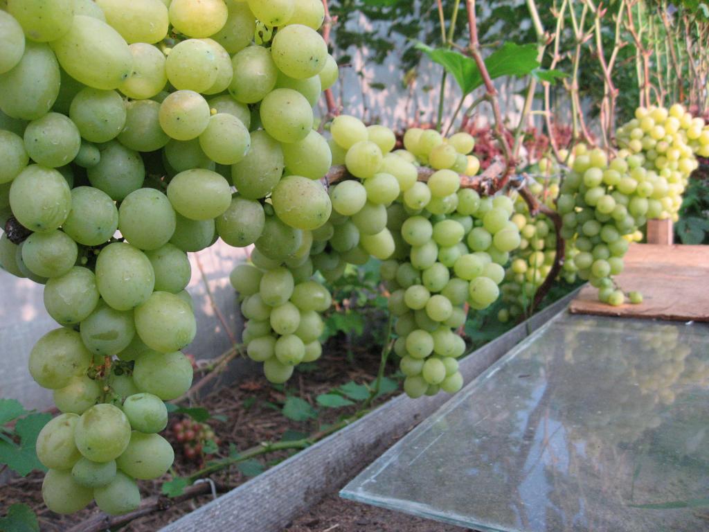 Выращивание винограда в средней полосе для начинающих: уход