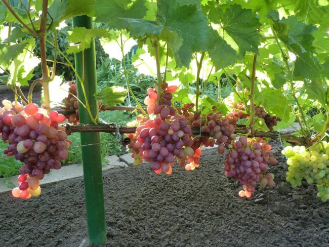 Крупные кисти спелого винограда Анюта на ветках, растущих на проволочной шпалере