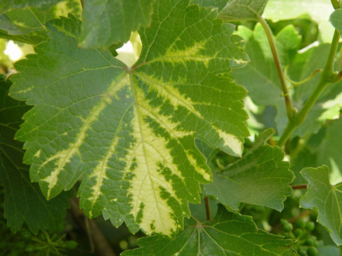 Виноградный лист с типичными характеристиками желтой мозаики