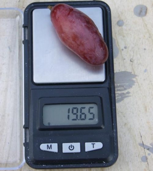 Крупная ягода винограда столового сорта Ася весом более 19 грамм и миниатюрные электронный весы