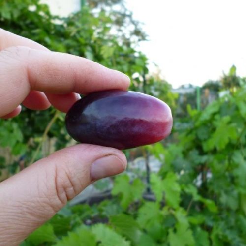 Ягода винограда гибридного сорта Ася в руке садовода