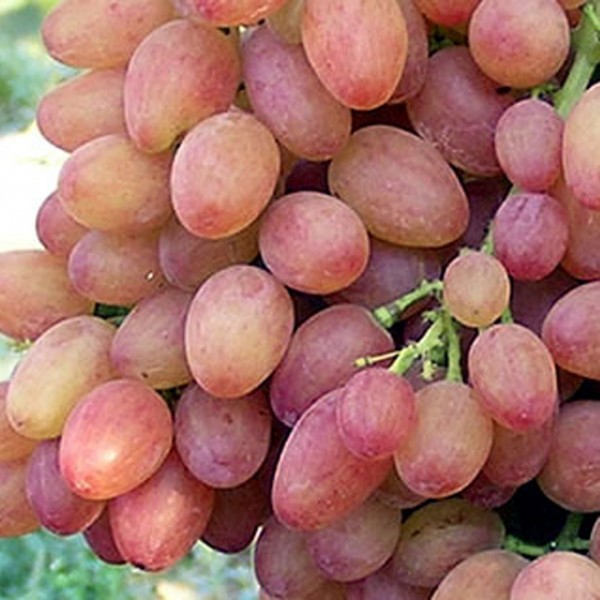 Наливные ягоды без косточек винограда сорта Кишмиш лучистый от молдавских селекционеров
