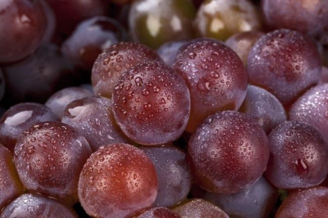 Плоды десертного винограда Подарок Несветая без кисти