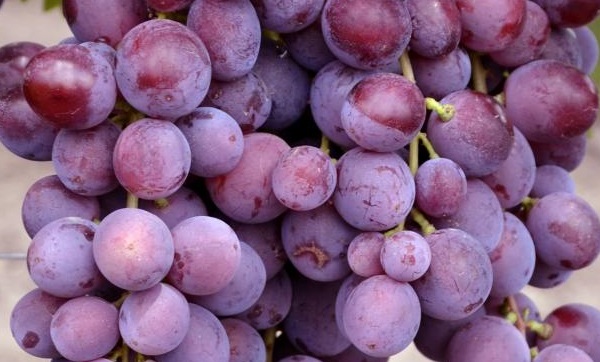Спелые плоды фиолетового цвета винограда столового сорта Заря Несветая вблизи
