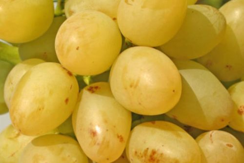 Ягода винограда гибридного сорта Аркадия столового предназначения