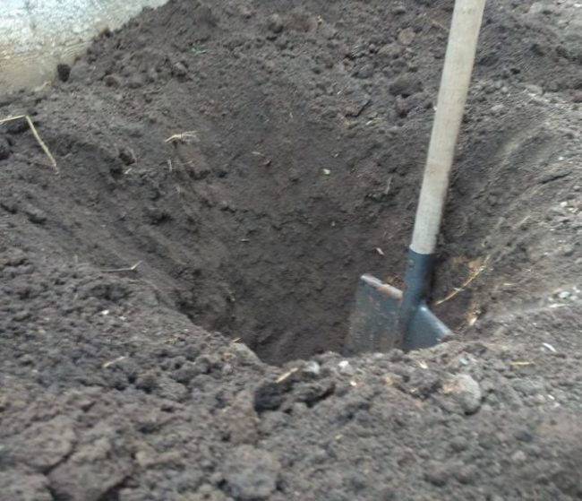Неглубокая посадочная яма для винограда и штыковая лопата с деревянным черенком