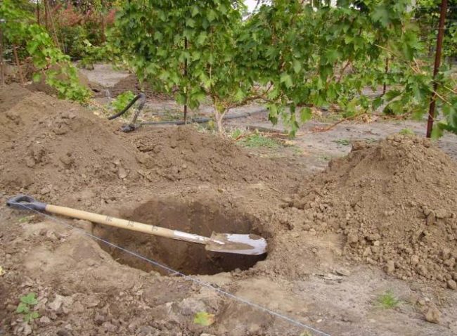 Яма в саду для посадки саженца винограда и штыковая лопата с удобной рукояткой