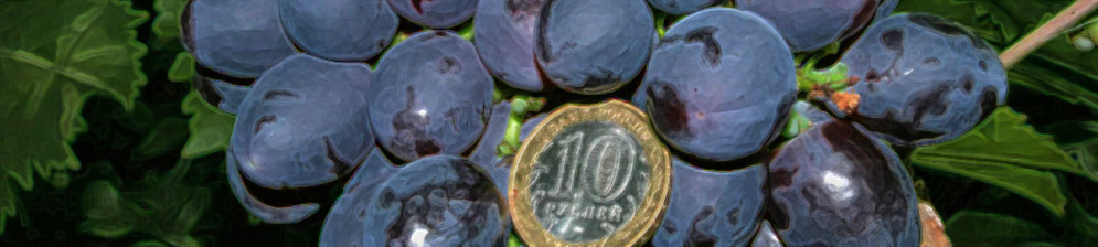 Спелая кисть винограда сорта Кардинал и 10 рублевая монетка