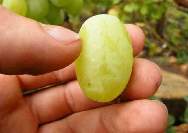 Крупный плод винограда Кеша 2 в руках садовода, ягода светло-зелёного цвета