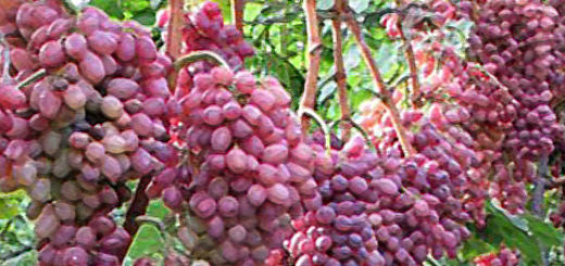 Ягоды винограда Кишмиш лучистый на кусте