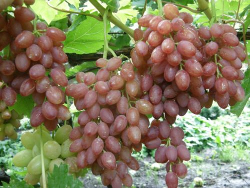Спелые кисти столового винограда сорта Кишмиш лучистый на ветках