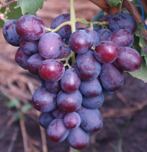 Кисть столового винограда Заря Несветая с фиолетовыми плодами и восковой налет на кожице ягод
