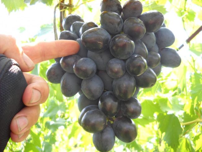 Спелая гроздь винограда сорта Фурор крупным планом и рука садовода