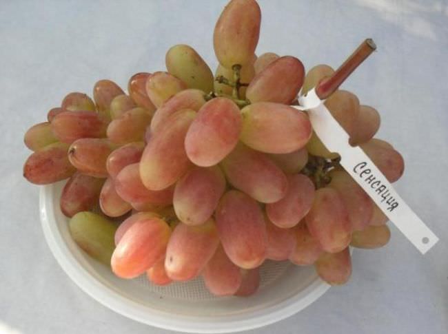 Гроздь гибридного винограда сорта Сенсация с биркой