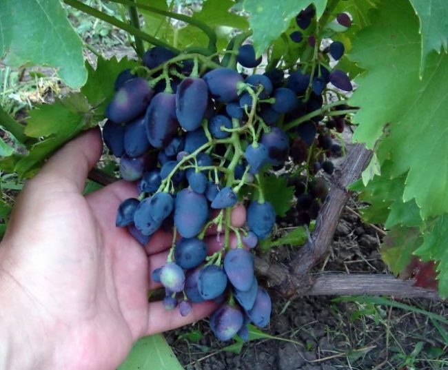 Рыхлая кисть винограда с плодами различного размера и рука садовода