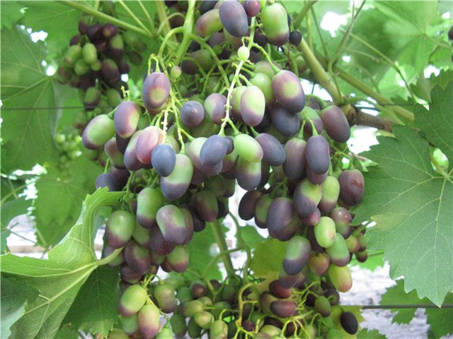 Ягоды винограда сорта Надежда Азос с темнеющими кончиками в начале срока созревания