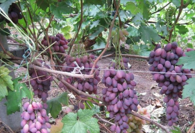 Виноградная лоза с гроздьями созревающих ягод сине-фиолетового окраса
