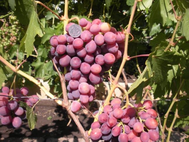 Крупная кисть столового винограда мускатного типа с красно-фиолетовыми ягодами
