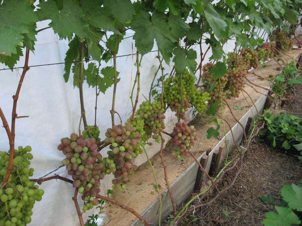 Выращивание винограда в средней полосе для начинающих: уход