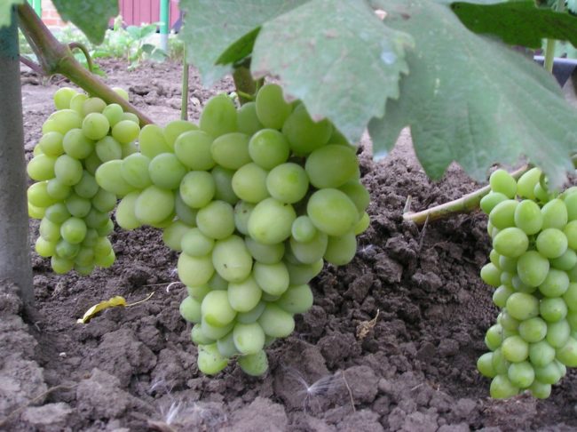 Три кисти винограда с ягодами светло-зеленого цвета около поверхности земли