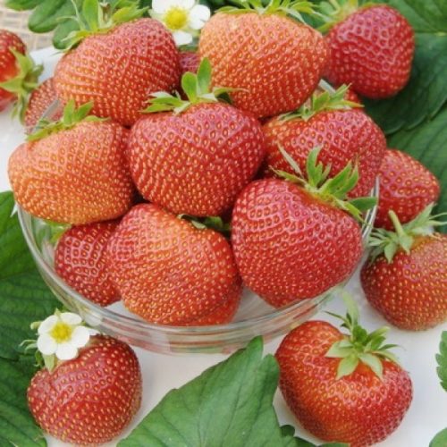 Спелые ягоды клубники Полка от голландских селекционеров