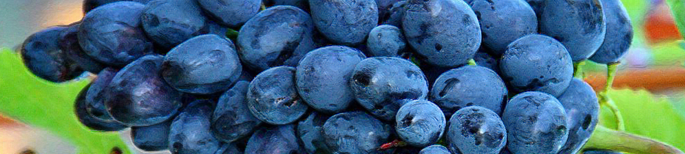 Спелые плоды винограда Кодрянка вблизи на кисти