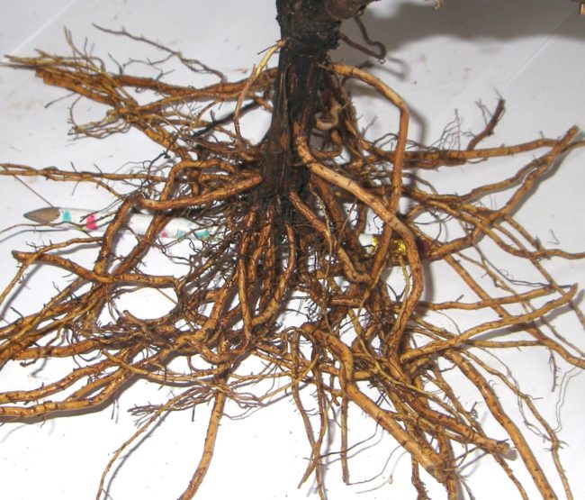 Корневая система однолетнего саженца винограда и карандаш для сравнения толщины корней