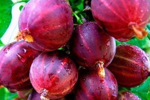 Спелые ягоды крыжовника сорта Колобок крупным планом, плоды темно-бардового цвета с плотной кожицей