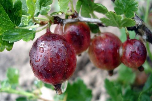 Крупные ягоды крыжовника Финик на кусту после дождя