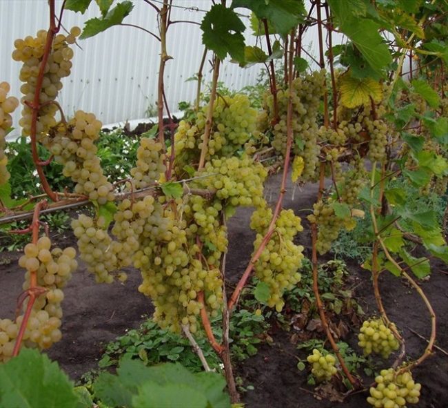 Куст винограда сорта Кишмиш лучистый на проволочной шпалере и кисти созревающих плодов
