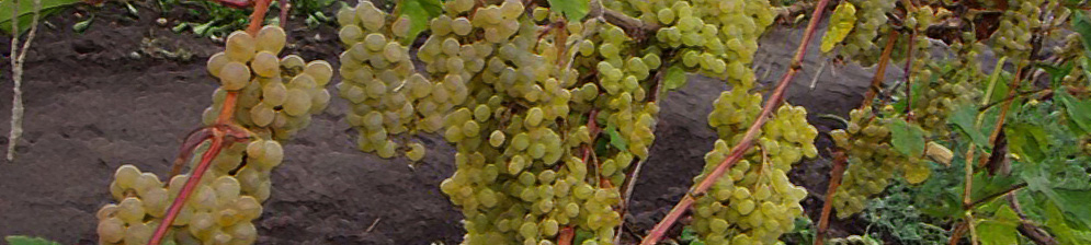 Куст винограда Кишмиш 342 с несколькими гроздями